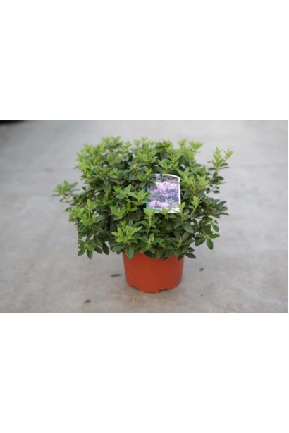 Рододендрон Блю Тіт – ідеальний вибір для невеликих садів.