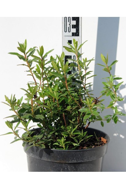 Рододендрон Блю Тіт Мажор