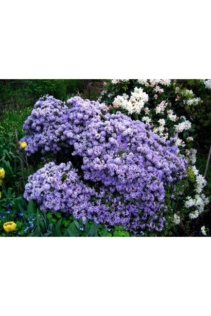 Рододендрон Блю Тіт Мажор з ніжними синіми квітами.