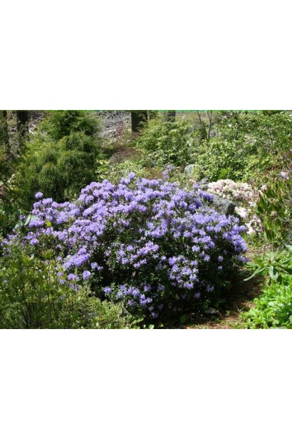 Кущ із компактною формою і яскравими квітами.