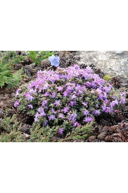 Рододендрон Блю Тіт підходить для садів та клумб.