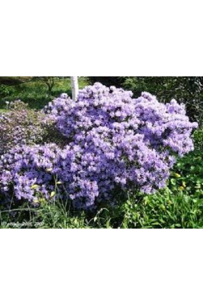 Ніжні квіти рододендрону Блю Тіт оживляють ландшафт.