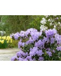 Рододендрон Блю Тит Мажор | Рододендрон Блю Тіт Мажор | Rhododendron Blue Tit Magor