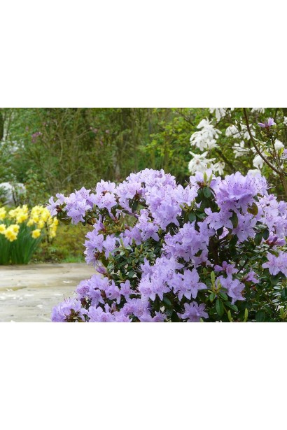 Азалія Blue Tit Magor – чарівність у вашому саду.