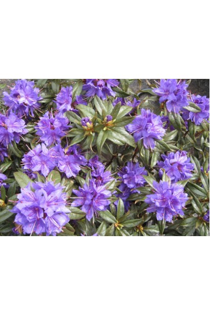 Яскравий синій акцент із квітами Blue Tit Magor.