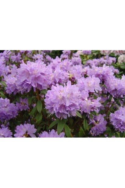 Rhododendron Blue Tit Magor