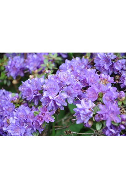 Рододендрон Блю Тіт Мажор