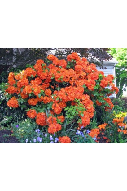 Рододендрон Гейша Оранж із яскравими помаранчевими квітами.