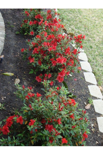 Ландшафт із рододендроном Geisha Orange виглядає яскравіше.