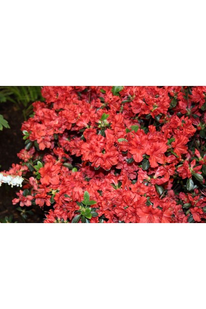 Кущ із насиченим помаранчевим цвітом для клумби.