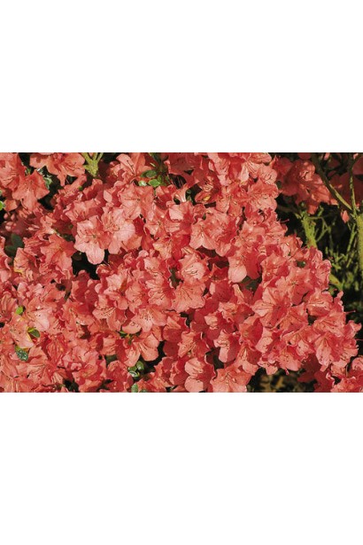 Рододендрон Гейша Оранж / Азалія