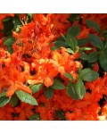 Рододендрон Гейша Оранж / Азалия | Рододендрон Гейша Оранж / Азалія | Rhododendron Geisha Orange / Azalea