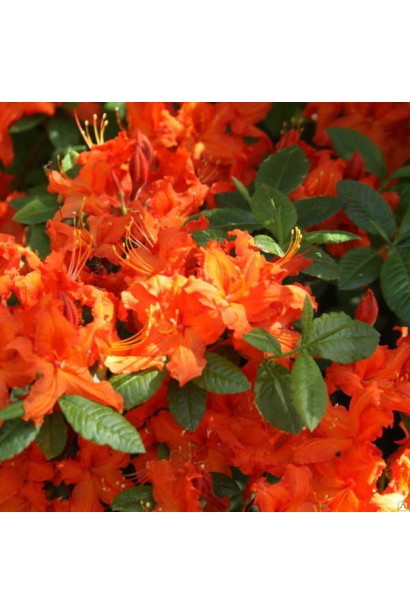 Азалія Geisha Orange – вибух кольорів у пейзажі.