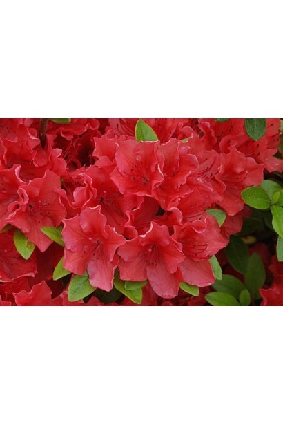 Квітучий акцент у саду – азалія Geisha Orange.