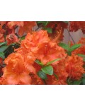 Рододендрон Гейша Оранж / Азалия | Рододендрон Гейша Оранж / Азалія | Rhododendron Geisha Orange / Azalea