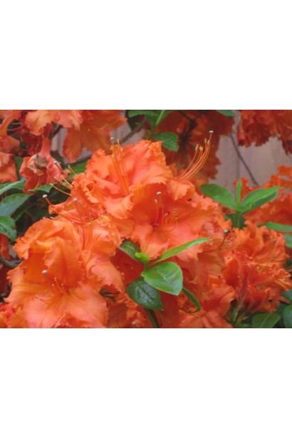 Помаранчеві квіти рододендрону Гейша Оранж привертають увагу.