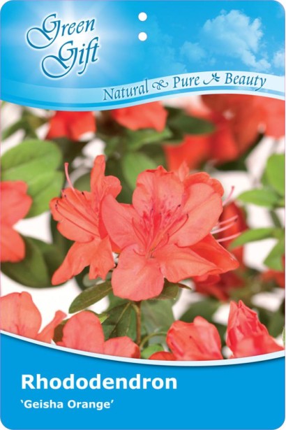 Rhododendron Geisha Orange / Azalea