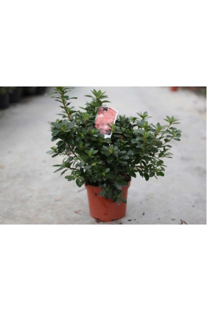 Саджанець Гейша Оранж прикрасить ваш ландшафт.