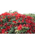 Рододендрон Скарлет Вондер | Rhododendron Scarlet Wonder