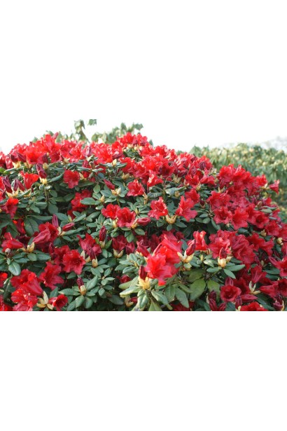 Червоні квіти Scarlet Wonder додають саду яскравості.