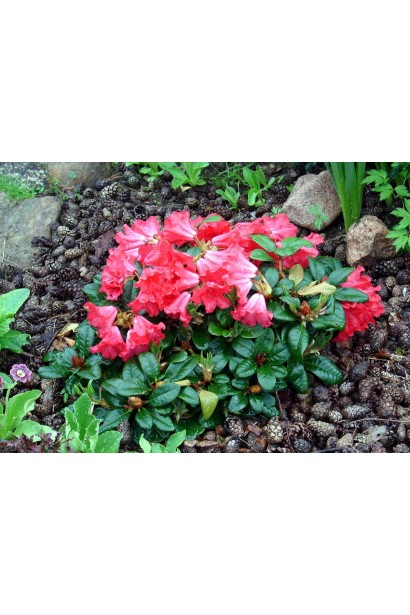 Скарлет Вондер – яскраво-червоний акцент у саду.