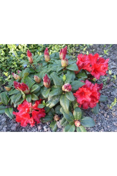 Скарлет Вондер – ефектний вибір для вашого саду.