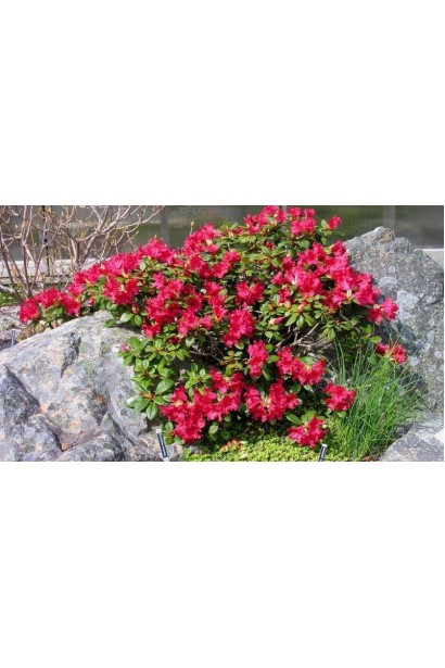 Рододендрон Скарлет Вондер