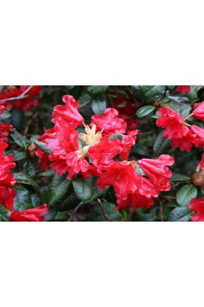 Rhododendron Scarlet WonderRhododendron Scarlet Wonder