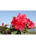 Рододендрон Скарлет Вондер | Rhododendron Scarlet Wonder