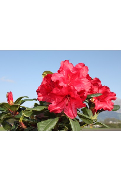 Рододендрон Скарлет Вондер