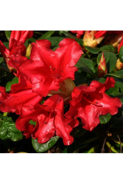 Квіти Рододендрон Скарлет Вондер