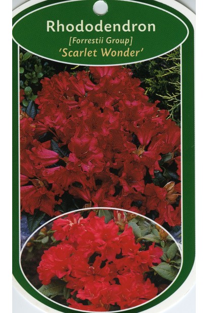 Rhododendron Scarlet Wonder