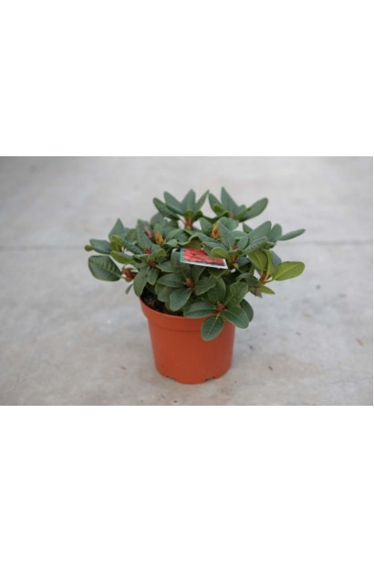 Контейнерний саджанець Скарлет Вондер готовий до посадки.