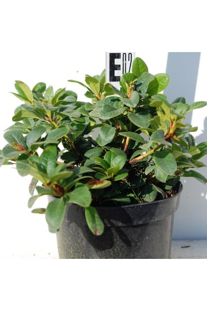 Рододендрон Скарлет Вондер - 3л/вис.20см/Ø25см