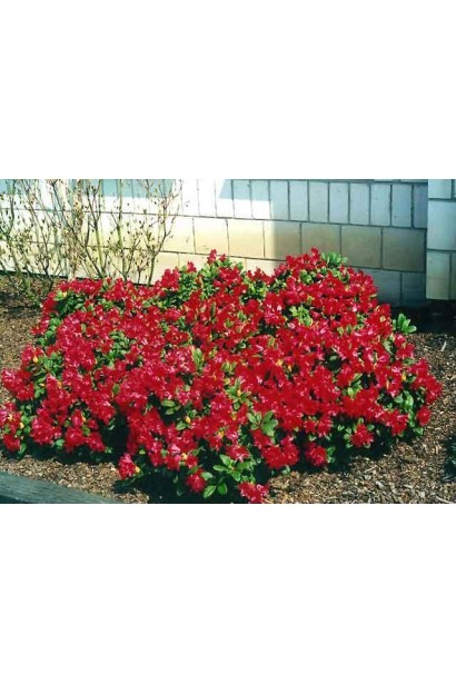 Rhododendron Scarlet Wonder прикрашає весняний ландшафт.