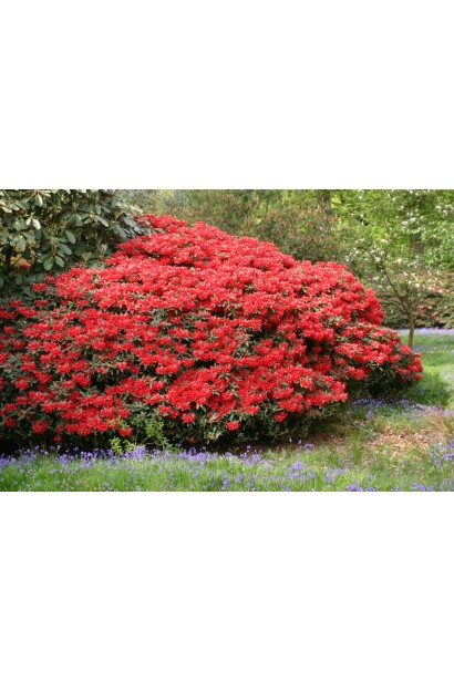 Кущ Скарлет Вондер створює густий насичений колір.