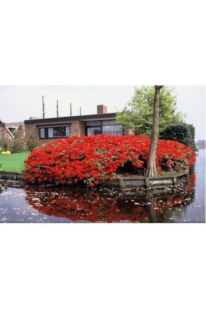 Рододендрон Скарлет Вондер