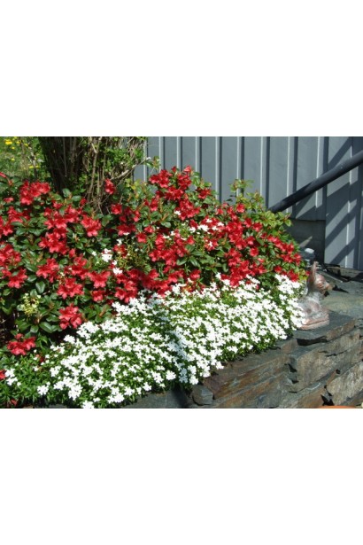 Rhododendron Scarlet Wonder гармонійно доповнює композиції.