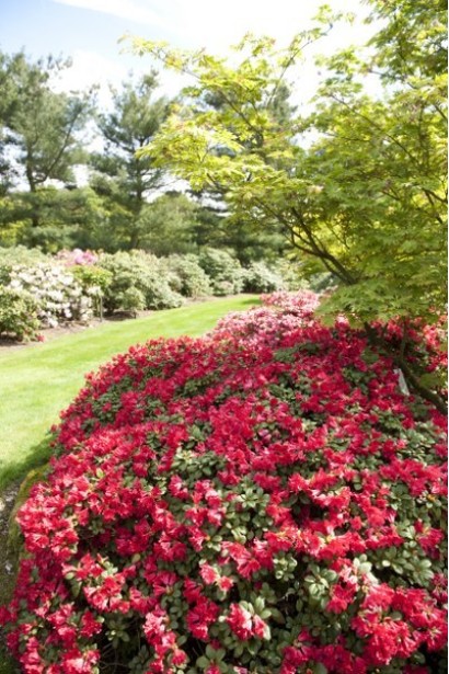 Квітучий Скарлет Вондер – магія весняного саду.