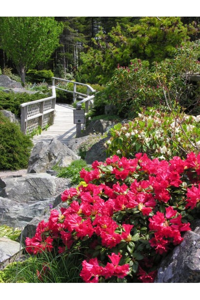 Рододендрон Скарлет Вондер розквітає яскравими суцвіттями.