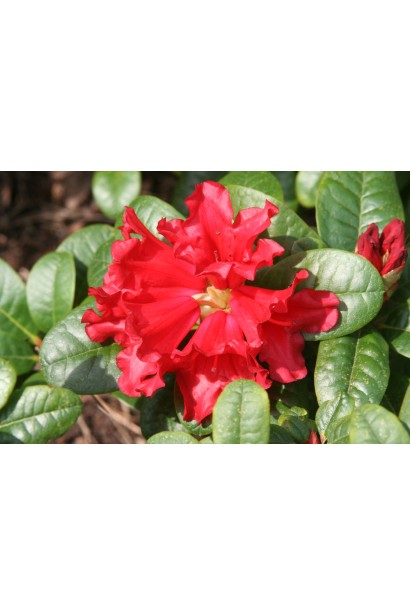 Rhododendron Scarlet Wonder розквітає яскравими суцвіттями.