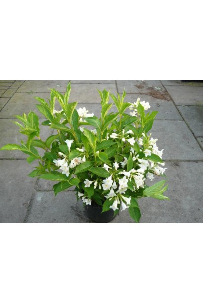 Вейгела гибридная Кандида саженец в садовом центре