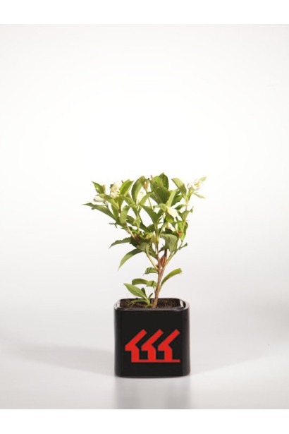 Вейгела гибридная Кандида саженец Р9