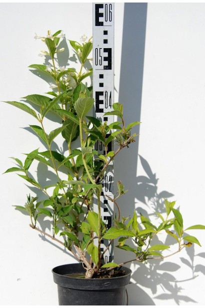 Вейгела гибридная кандида контейнер 5 л, высота 40-50 см