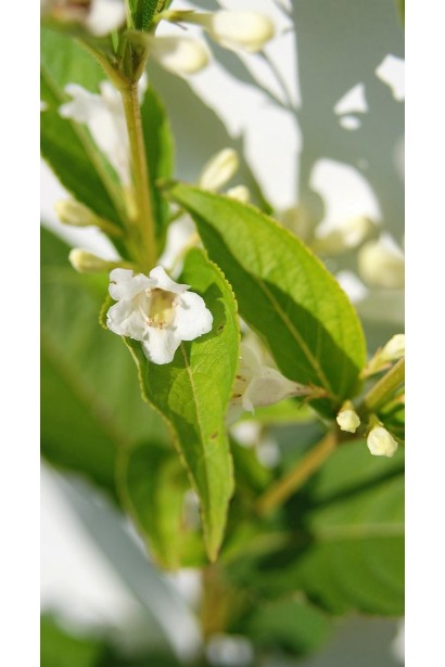 Weigela hybrida Candida 