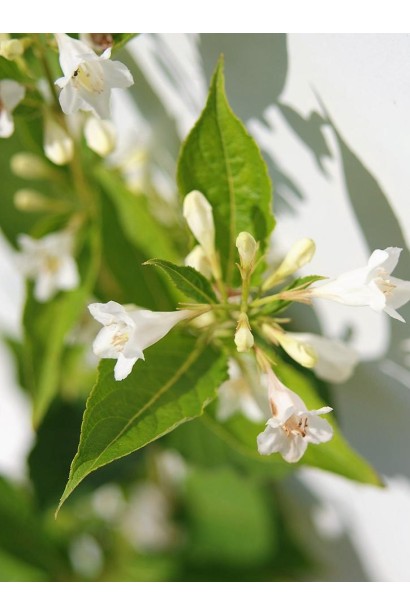 Weigela Avalanche