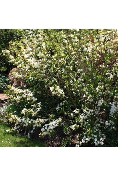 Вейгела Candida в ландшафте