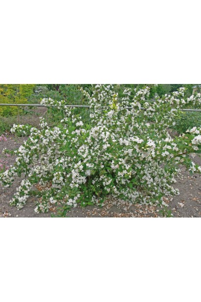 Вейгела гибридная Кандида куст с раскидистой кроной