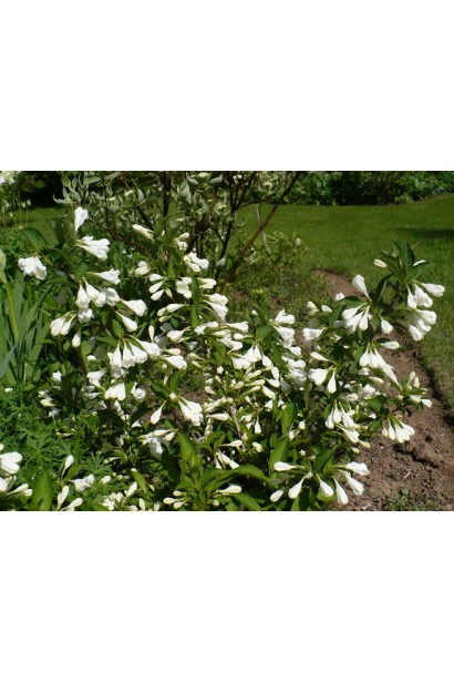 Декоративный куст белой вейгелы в саду