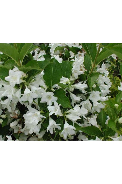 Вейгела гибридная Кандида цветения весной и летом